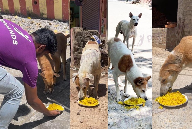 Pephands Foundation’s Paws and Plates Initiative Feeds Over 6000 Stray Dogs in Chennai